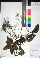 麥氏鐵線蓮藏品圖，第1張