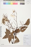 麥氏鐵線蓮藏品圖，第2張