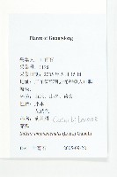 茅瓜藏品圖，第2張