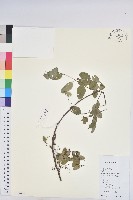 龍眼睛藏品圖，第1張