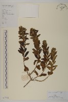 白舌紫菀藏品圖，第1張