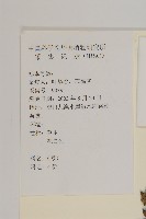 白舌紫菀藏品圖，第2張