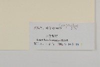 白舌紫菀藏品圖，第3張