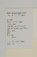 霍香薊藏品圖，第2張