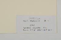 霍香薊藏品圖，第3張