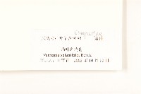 茄葉斑鳩菊藏品圖，第3張