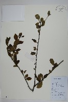 鼠李冬青、滿樹星藏品圖，第1張