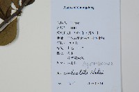 鼠李冬青、滿樹星藏品圖，第2張