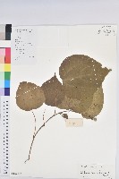 紅背山麻桿藏品圖，第1張