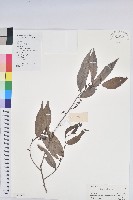 日本五月茶、南投五月茶藏品圖，第1張