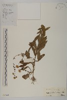 琴葉紫菀藏品圖，第1張