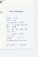 泥胡菜藏品圖，第2張