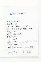 假輪葉虎皮楠藏品圖，第2張