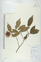 猴歡喜藏品圖，第1張