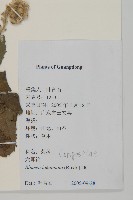 裂葉艾納香藏品圖，第2張