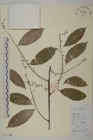 硬毛南蛇藤藏品圖，第1張