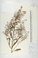 獨行菜藏品圖，第1張