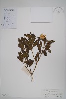 長春花藏品圖，第1張