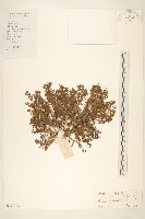 假吐金菊藏品圖，第1張