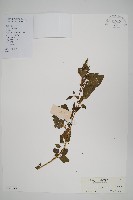 野莧菜藏品圖，第1張