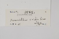 野莧菜藏品圖，第2張