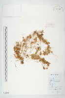 中國菟絲子藏品圖，第1張