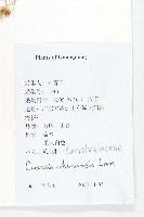 中國菟絲子藏品圖，第2張