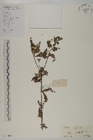 鱧腸藏品圖，第1張