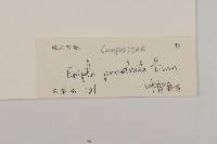 鱧腸藏品圖，第3張