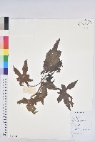 蓖麻藏品圖，第1張