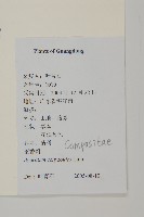 霍香薊藏品圖，第2張