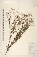 銀膠菊藏品圖，第1張