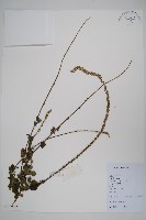 牛膝藏品圖，第1張