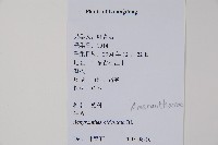 牛膝藏品圖，第2張