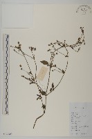 白花鬼針藏品圖，第1張