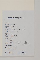 白花鬼針藏品圖，第2張