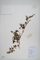 野莧菜藏品圖，第1張