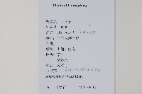 野莧菜藏品圖，第2張