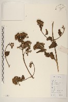 飛機草藏品圖，第1張