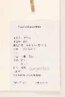 飛機草藏品圖，第2張