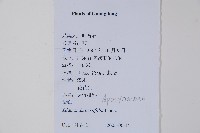 小花黃蟬藏品圖，第2張