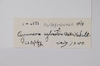 印度武靴藤藏品圖，第2張