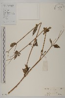 白花鬼針藏品圖，第1張