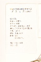 異葉蒿苣藏品圖，第2張