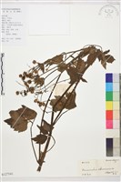 水辣菜、禺毛茛藏品圖，第1張