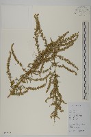 艾、五月艾藏品圖，第1張