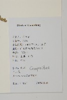 艾、五月艾藏品圖，第2張