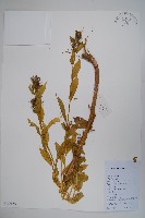 江南山梗菜藏品圖，第1張