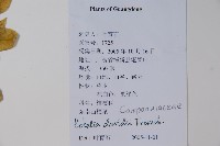 江南山梗菜藏品圖，第2張