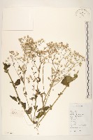 一枝香藏品圖，第1張